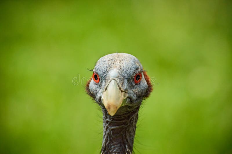 The Guinea Fowl Vulture Bird with a Small Head without Plumage with a Pointed  Beak Stock Image - Image of yellow, neck: 171018711