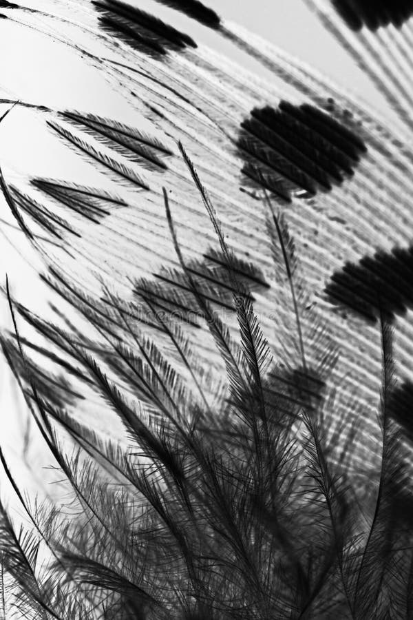 Guinea hen feather