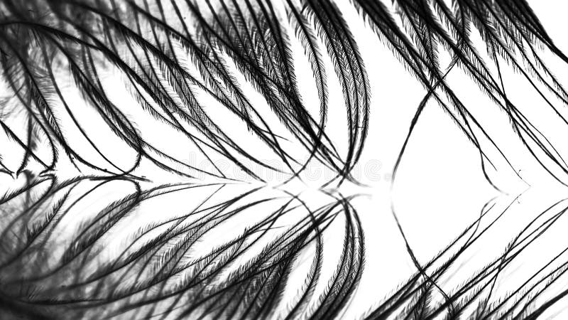 Guinea hen feather