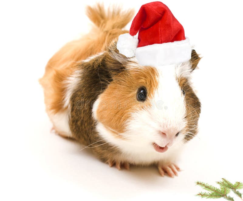 Guinea Pig