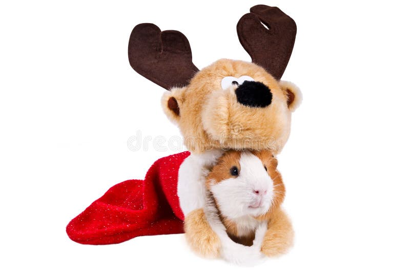 Guinea pig stock photo