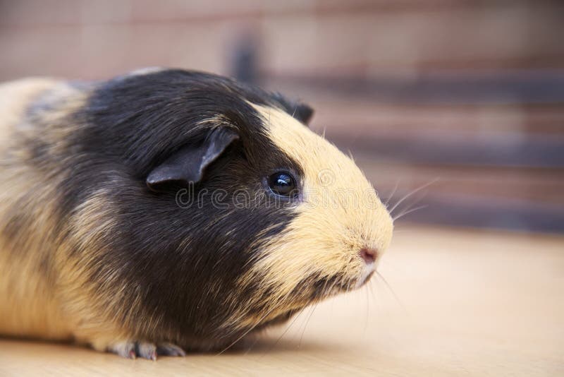 Guinea pig