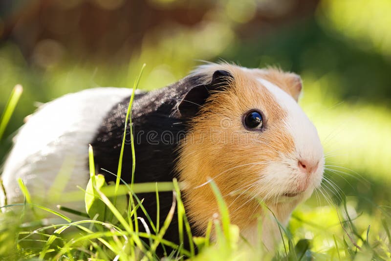 Un cerdo ()  es un familiar mascota.