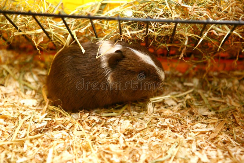 Rabbits and guinea pigs stock photo. Image of hare, bunny 2170136