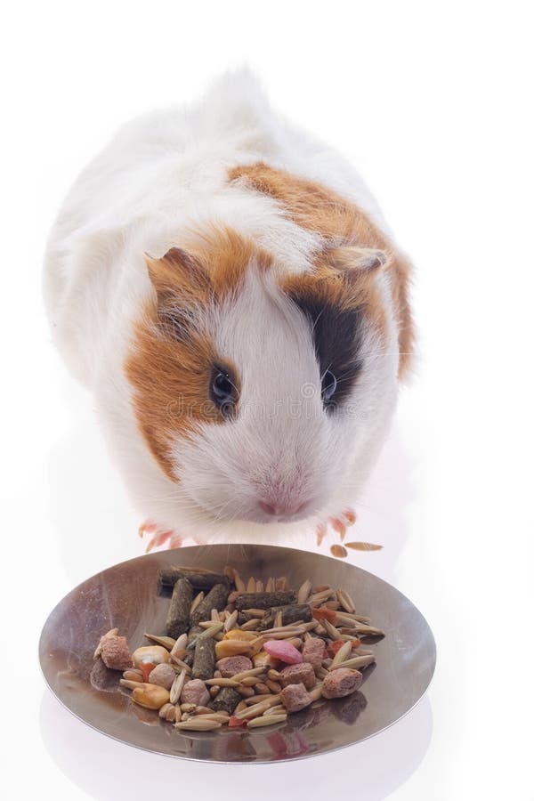 Guinea pig