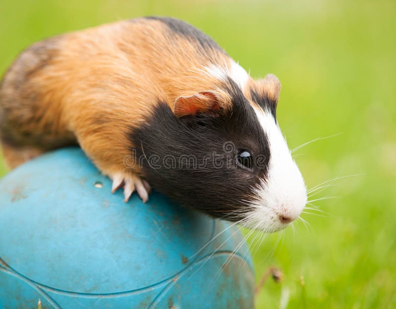 Guinea pig on the ball stock image. Image of play, fauna 66855633