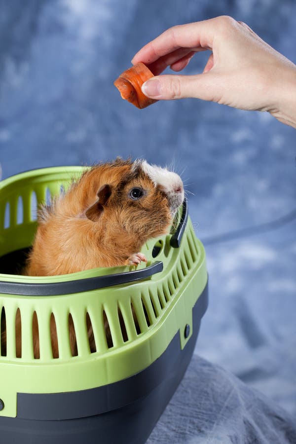 Guinea Pig Eating in a Cage Stock Image Image of little, plastic