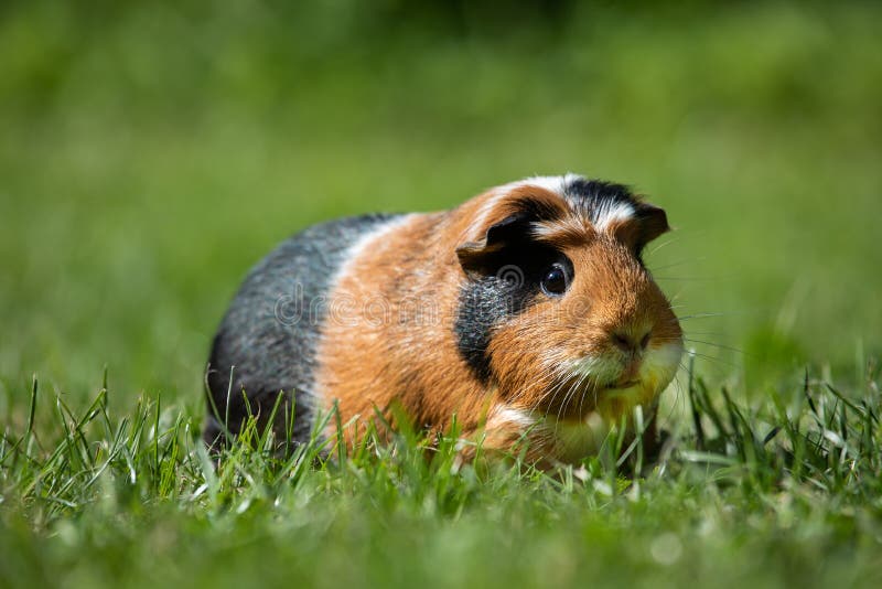 Guinea pig Cavia porcellus