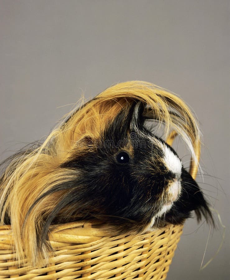 Guinea Pig, Cavia Porcellus, Standing in Basket Stock Image Image of