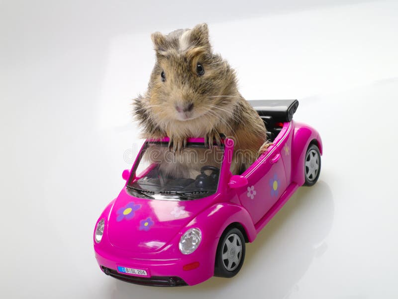 Guinea pig or cavia sitting in pink car