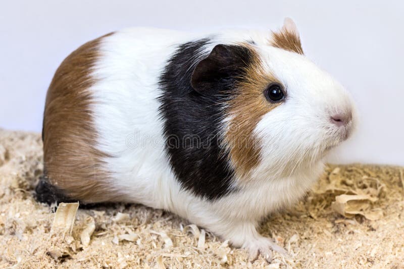 Guinea Pig Chips Stock Photos Free & RoyaltyFree Stock Photos from Dreamstime