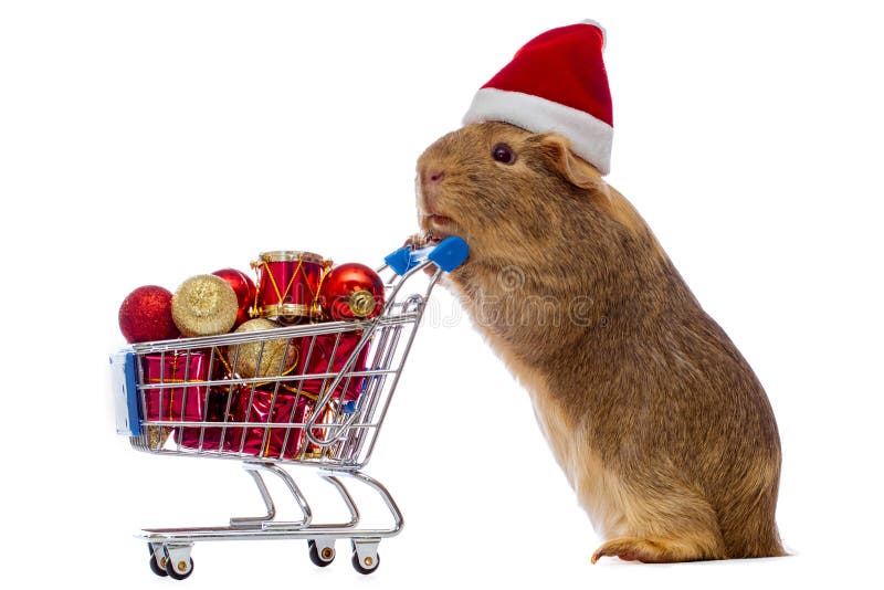 Guinea pig with christmas shopping cart