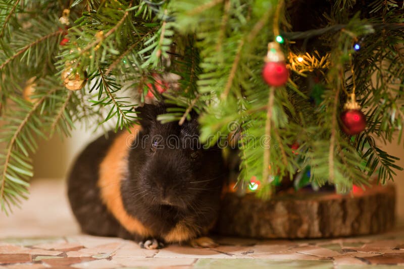 Guineapig at Christmas Tree Stock Photo Image of green, hairy 22700982