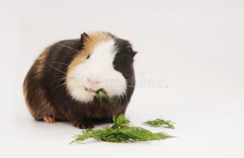 Guinea Pig Eating Dill Greens on White Background Stock Image Image