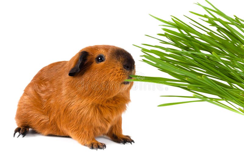 Guinea Pig Eating Fresh Green Grass on White Background Stock Image