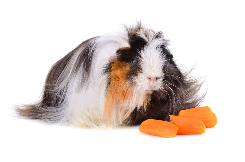 Guinea Pig Eating Vegetables Stock Image Image of background