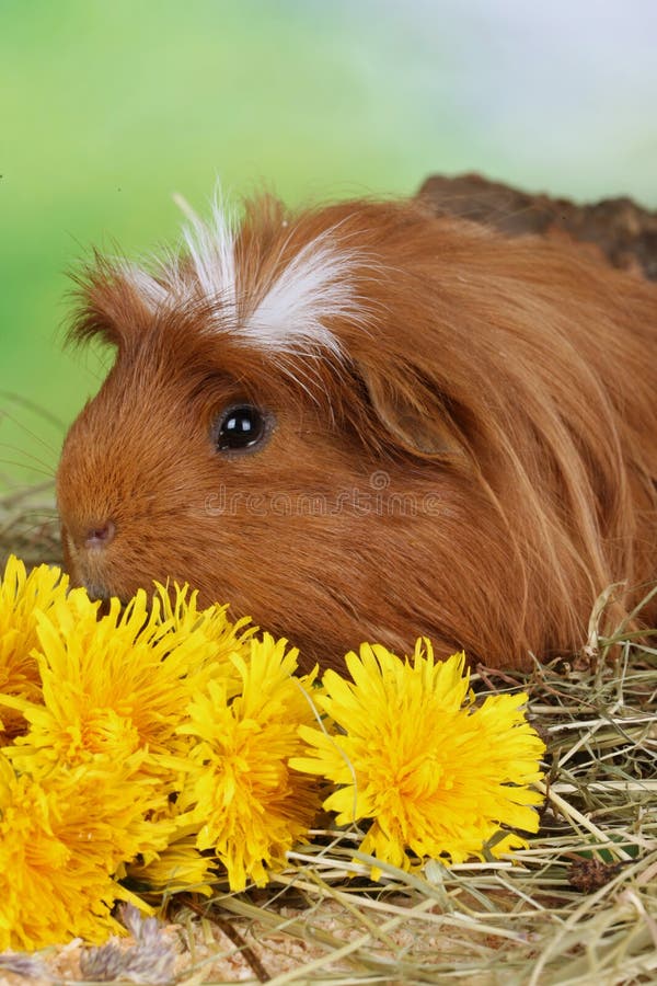 Two Sheltie Guinea Pig in a Basket Stock Photo Image of
