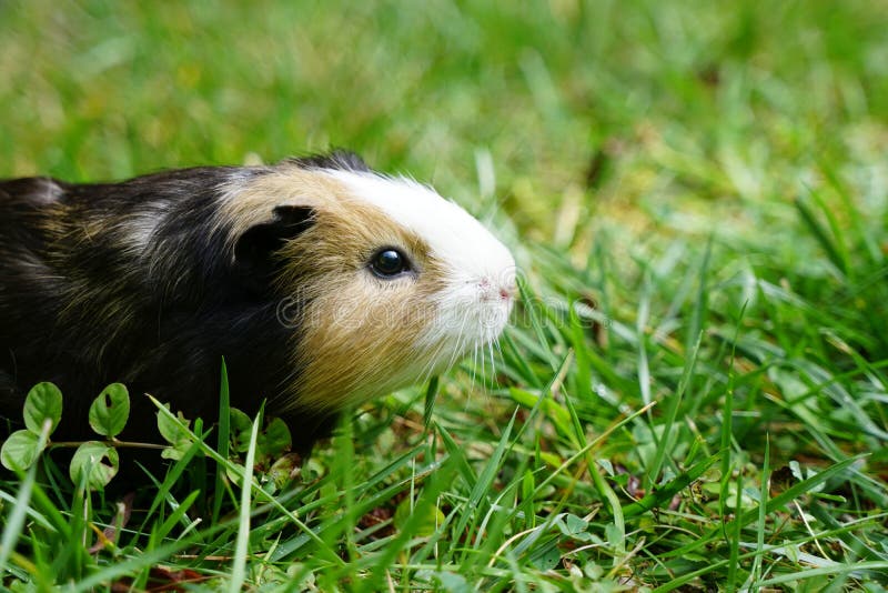 Guinea Pig in Grass and Yellow Flowers Stock Image Image of green