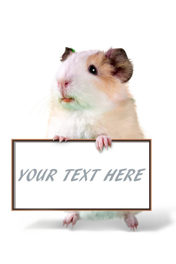 Guinea Pig Holding Cardboard Put Your Own Text Here Stock Image