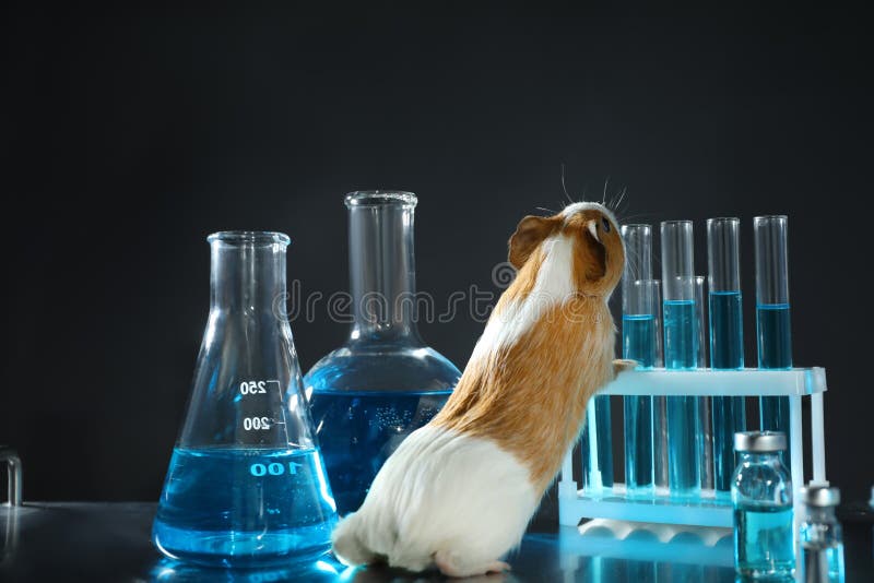 Guinea Pig and Laboratory Glassware. Animal Testing Stock Photo Image