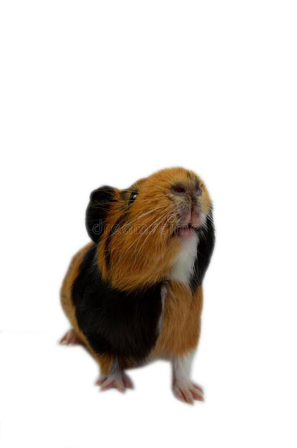 Guinea Pig looking up. stock photo. Image of mammal 106361726