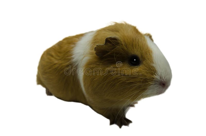 Guinea Pig looking up. stock photo. Image of guinea 106450118