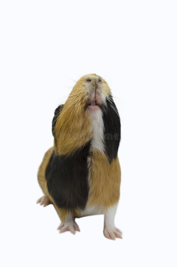 Guinea Pig looking up. stock photo. Image of background 106546652