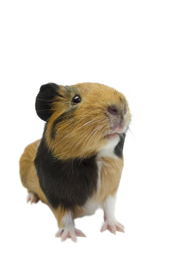 Guinea Pig looking up. stock photo. Image of mammal 106361726