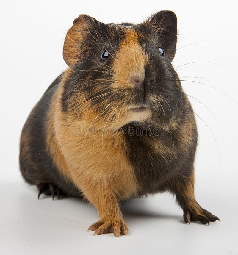 Guinea pig over white royalty free stock photos Guinea pig over white royalty free stock photos