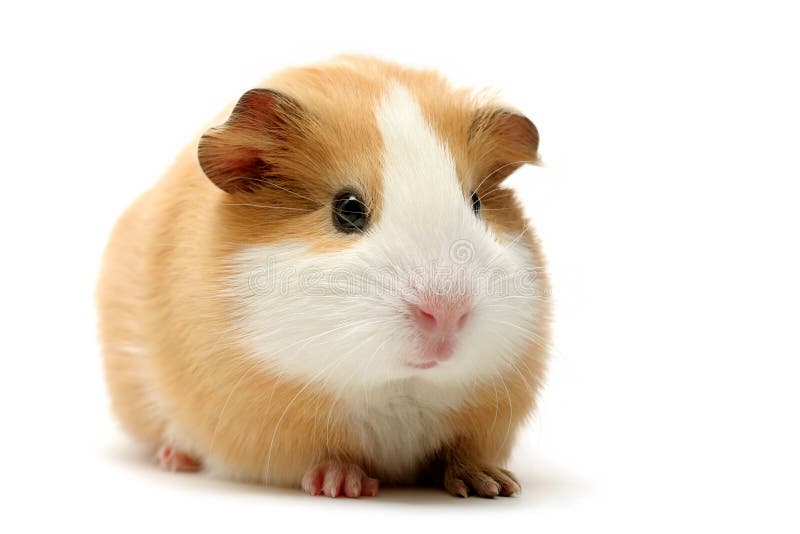 Guinea pig over white stock image Guinea pig over white stock image