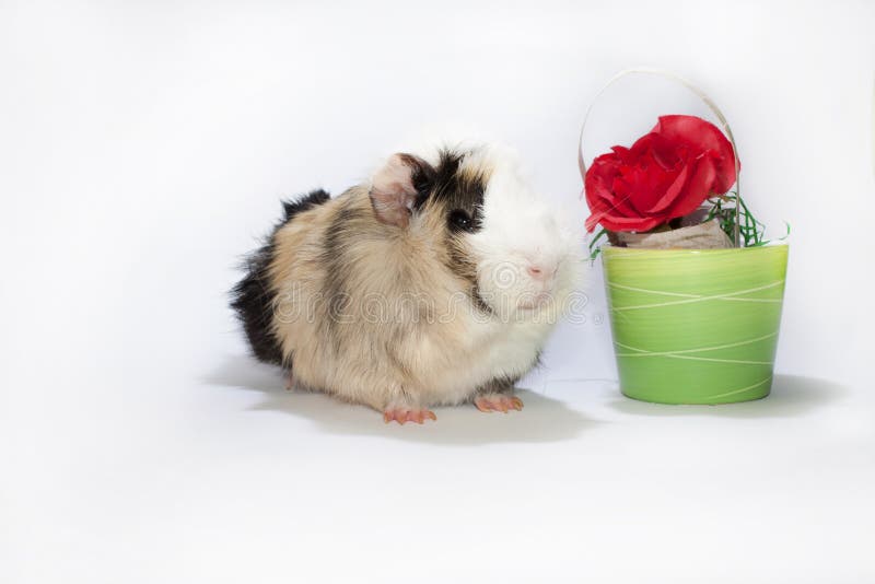 Guinea pig and the rose stock photo. Image of cavy, blossoming 46502176