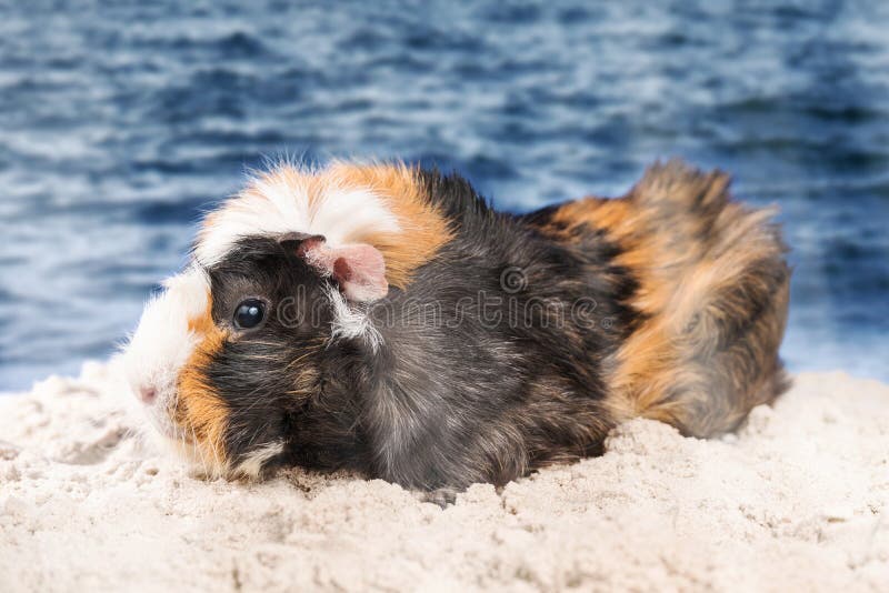 Guinea Pig Seashore Stock Photos Free & RoyaltyFree Stock Photos