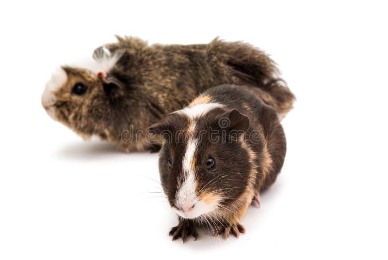6587 guinea pig shoulder. Ινδικό χοιρίδιο σε μια άσπρη ανασκόπηση