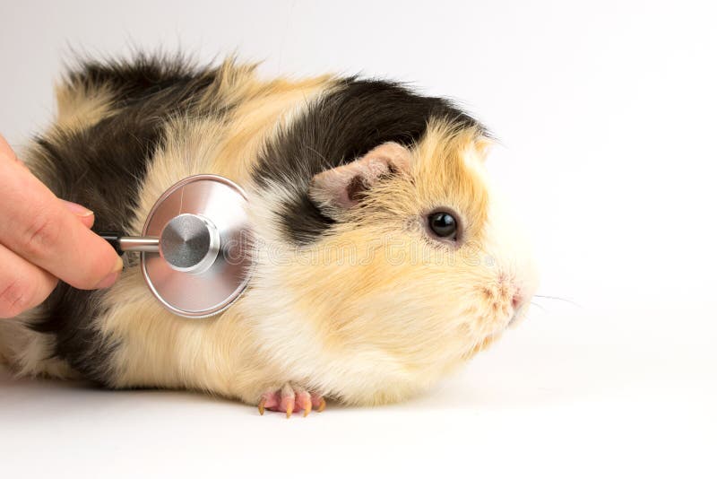 Guinea Pig at the Vet. Treatment of White Guinea Pig Stock Image - Image of pills, friend: 181960013