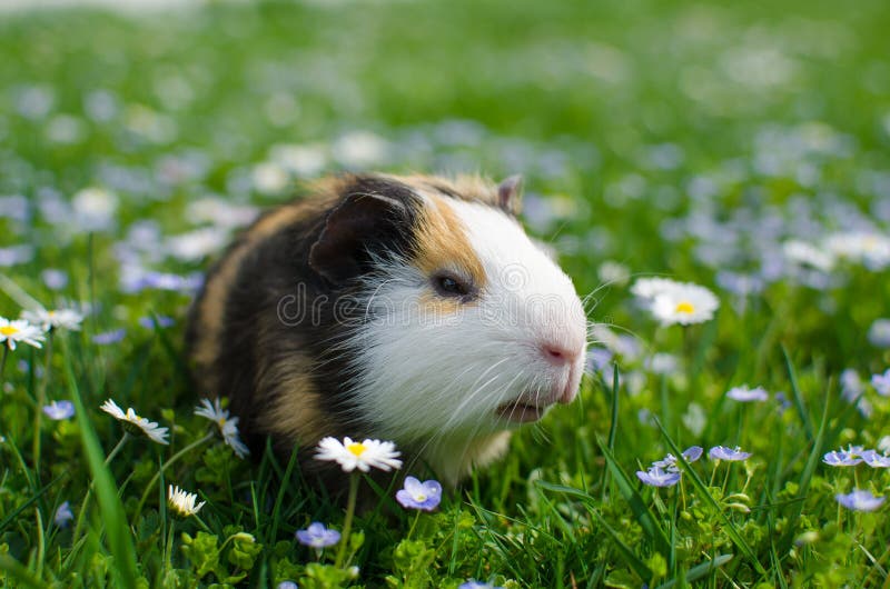 Guinea Pig Walks in the Fresh Air and Eating Stock Image Image of