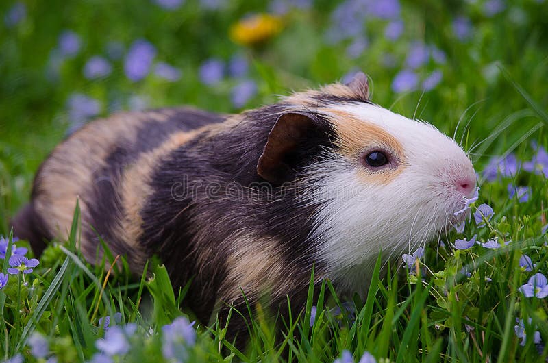 Guinea Pig Walks in the Fresh Air and Eating Stock Image Image of