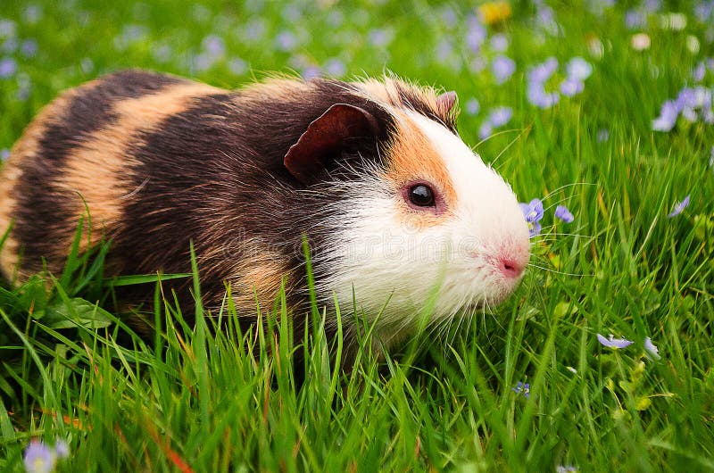 Guinea Pig Walks in the Fresh Air and Eating Stock Image Image of