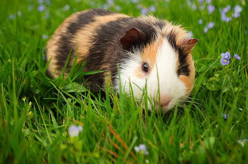 Guinea Pig Walks in the Fresh Air and Eating Stock Photo Image of