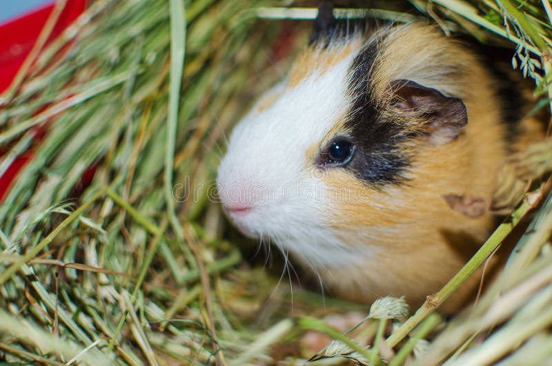Guinea Pig Walks in the Fresh Air and Eating Stock Photo Image of