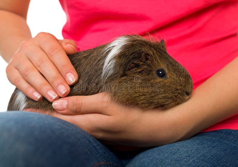 208 Pig Hug Stock Photos Free & RoyaltyFree Stock Photos from Dreamstime