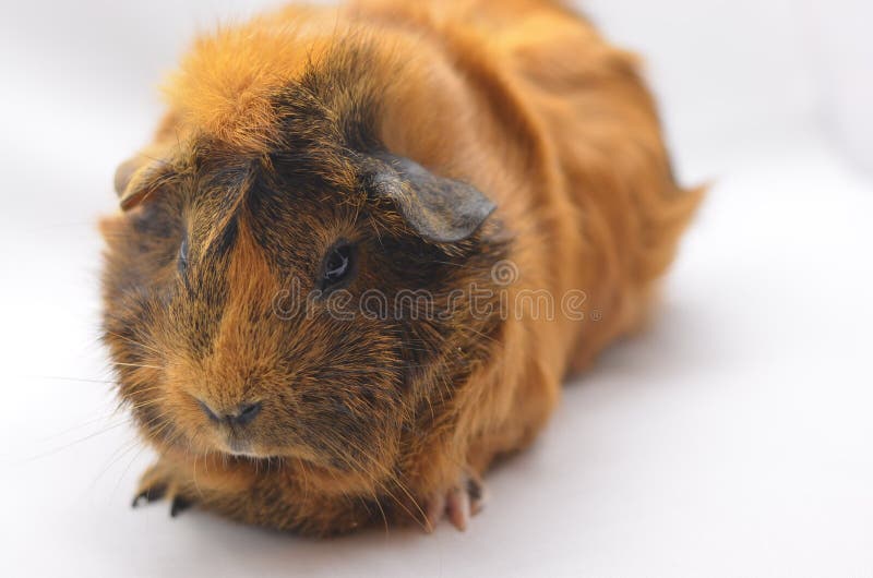 Guinea pig yellow stock photo. Image of mammal, gerbil 51146814