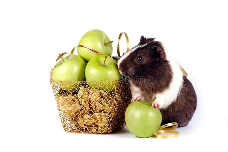 Guinea Pig in a Basket with a Bow and Flowers. Stock Photo Image of