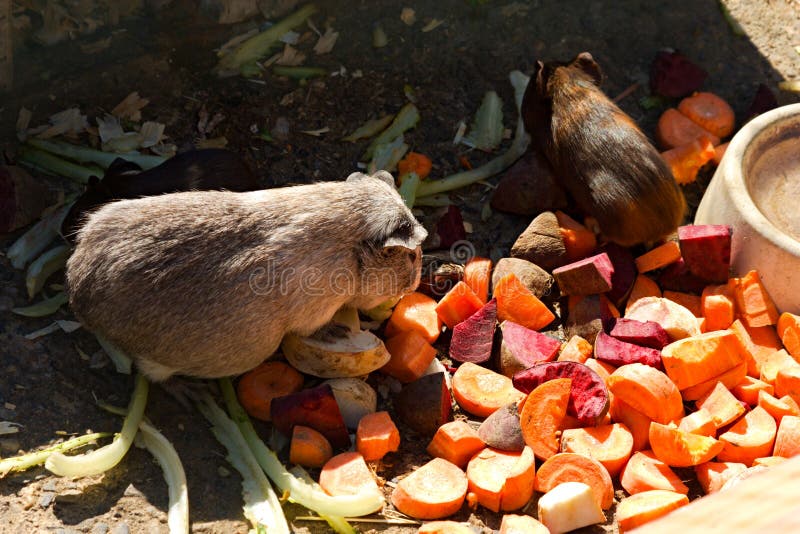 Guinea pigs