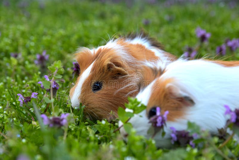 Guinea pigs and flowers