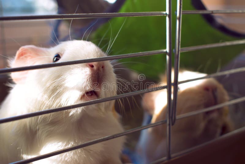 Guinea Pigs Look Out of Their Cage. Stock Photo Image of portrait