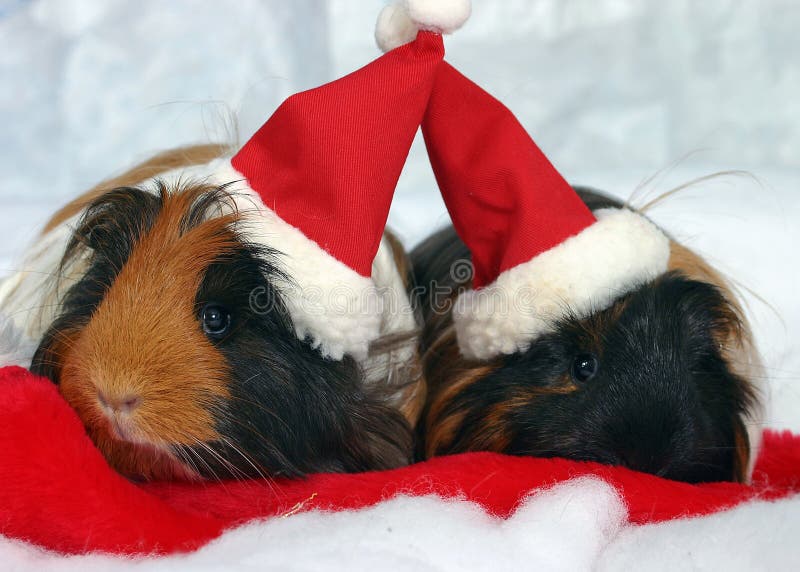 Guinea pigs in santa hats
