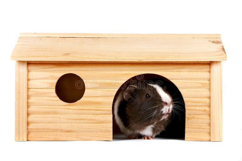 Guinea Pigs in a Wooden Small House Stock Image Image of curiosity
