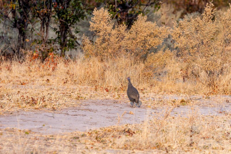 Guineafowl marchant à travers la route au Botswana photographie stock Guineafowl marchant à travers la route au Botswana photographie stock