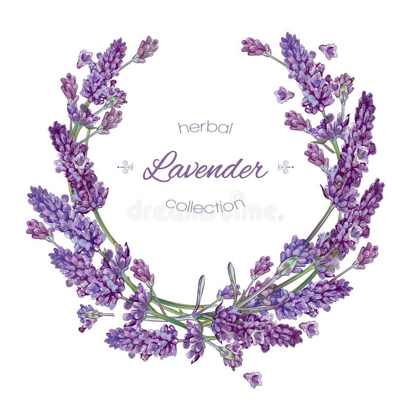 Guirlande de fleurs de lavande illustration stock Guirlande de fleurs de lavande illustration stock