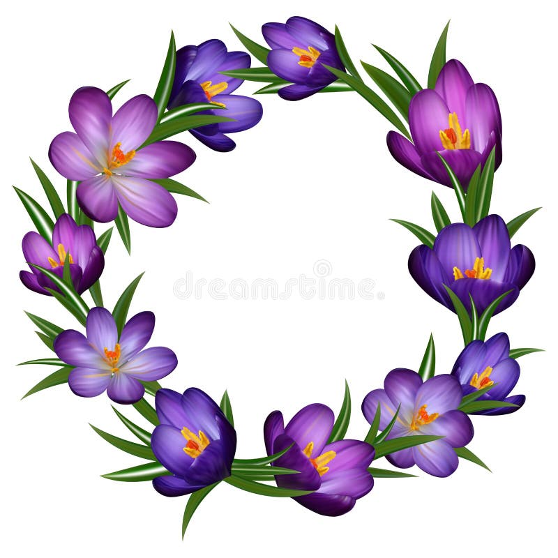 Guirlande pourpre de crocus illustration libre de droits Guirlande pourpre de crocus illustration libre de droits